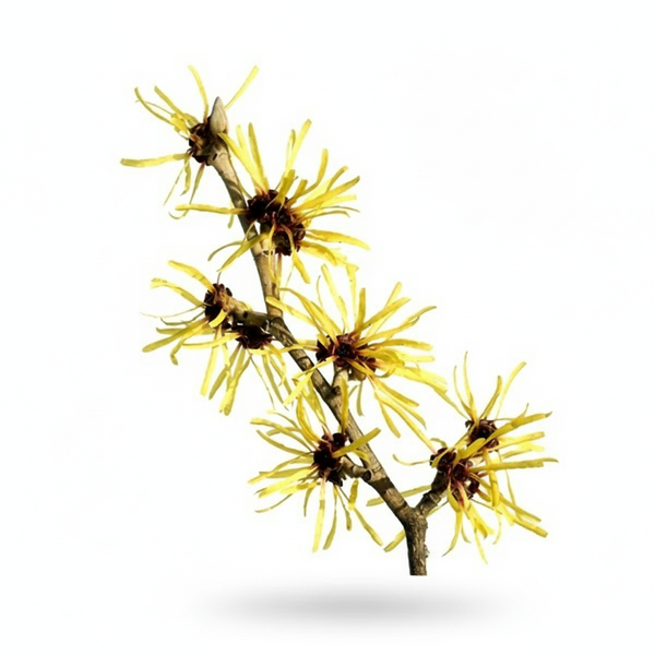 Witch-Hazel Extract