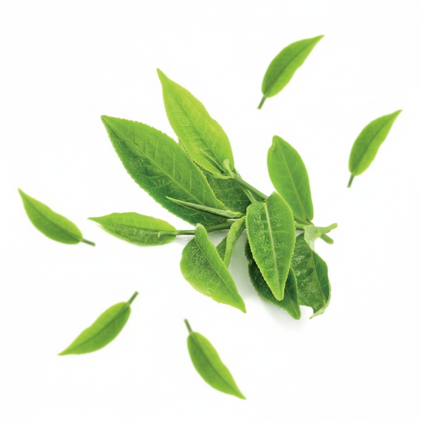Green Tea Extract